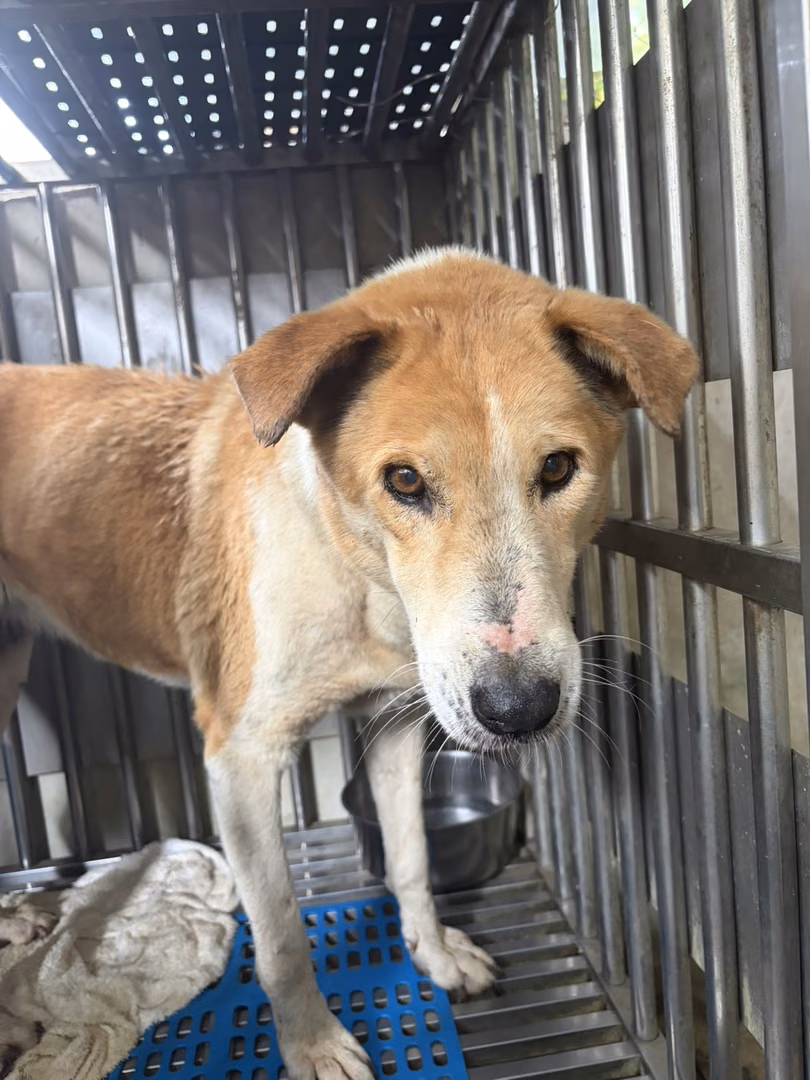 The dog, from the shelter's listing