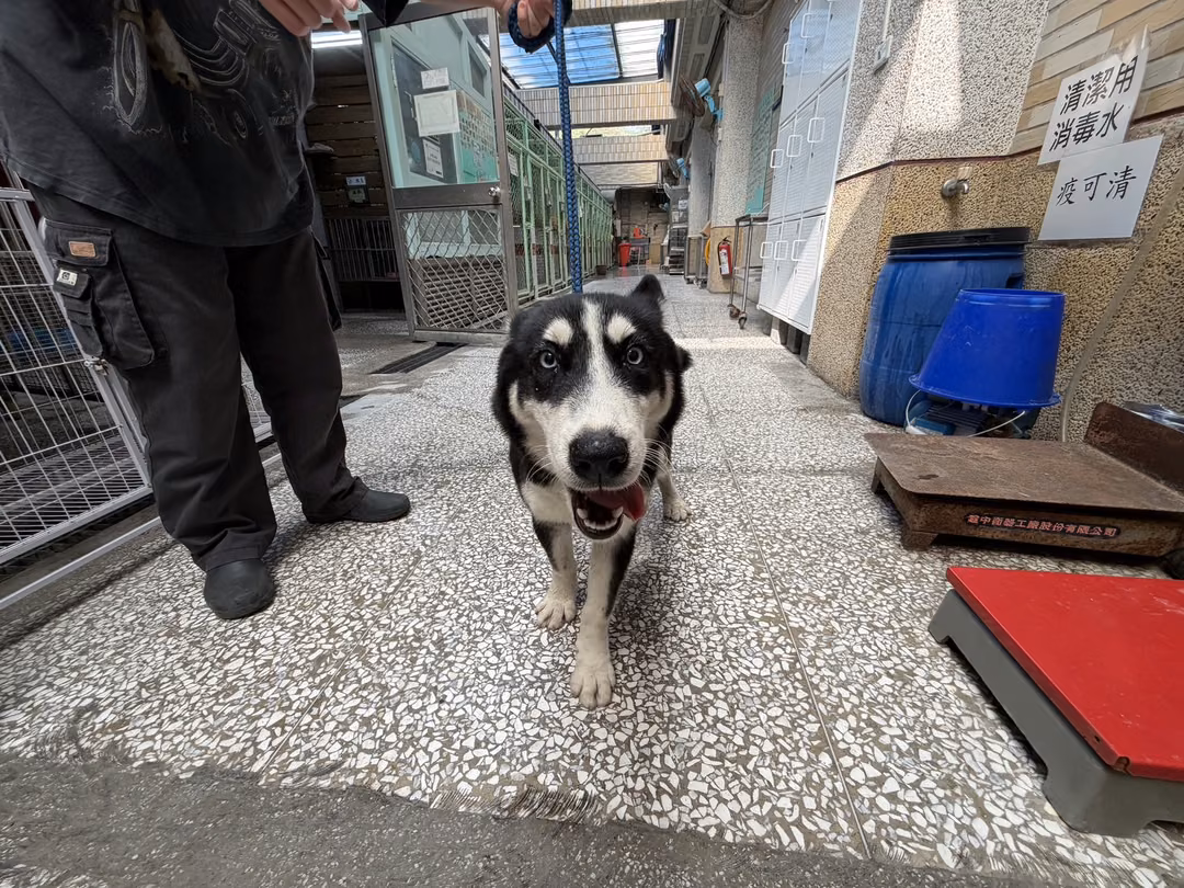 The dog, from the shelter's listing