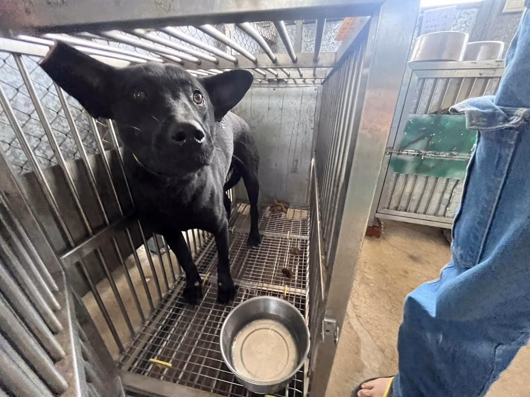 The dog, from the shelter's listing