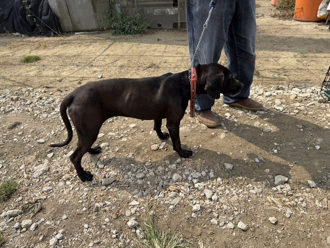 The dog, from the shelter's listing
