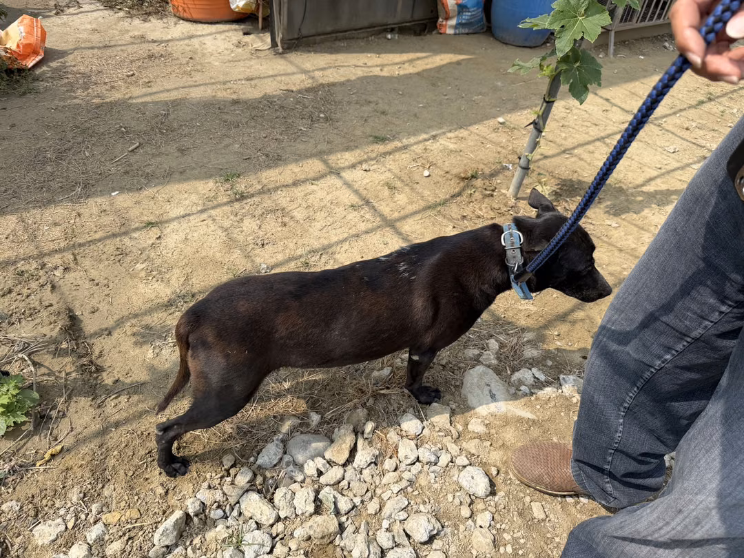 The dog, from the shelter's listing