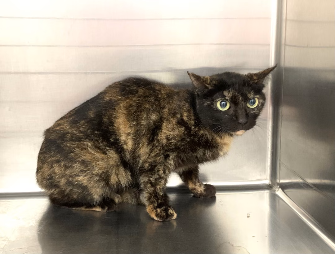 The cat, from the shelter's listing