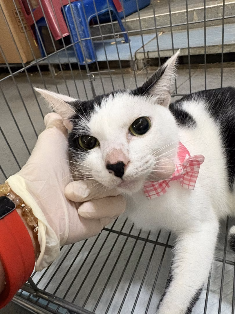 The cat, from the shelter's listing