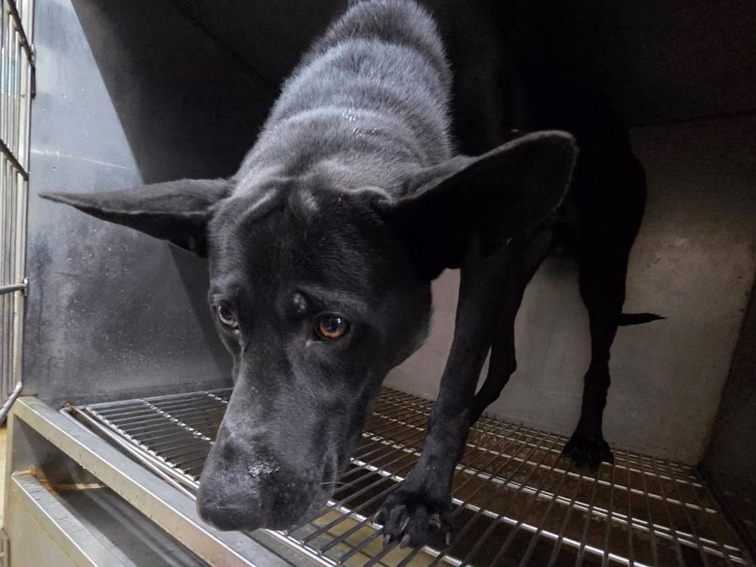The dog, from the shelter's listing