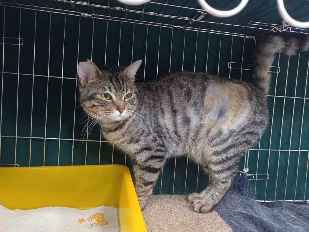The cat, from the shelter's listing