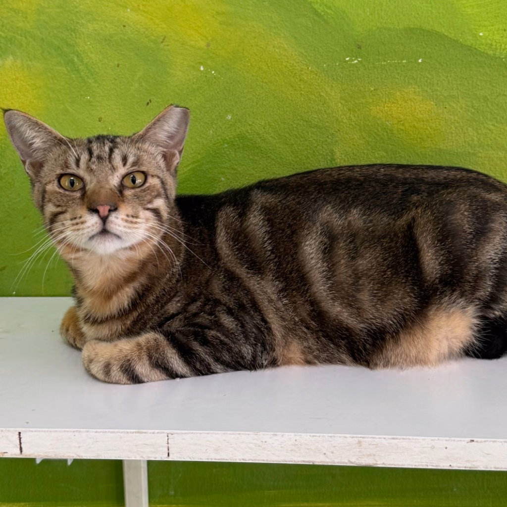 The cat, from the shelter's listing