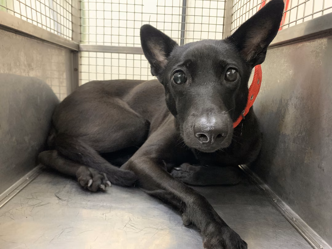 The dog, from the shelter's listing