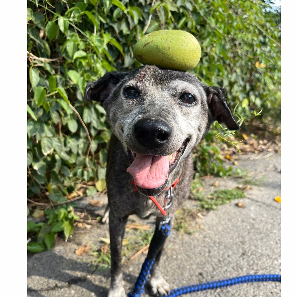 The dog, from the shelter's listing