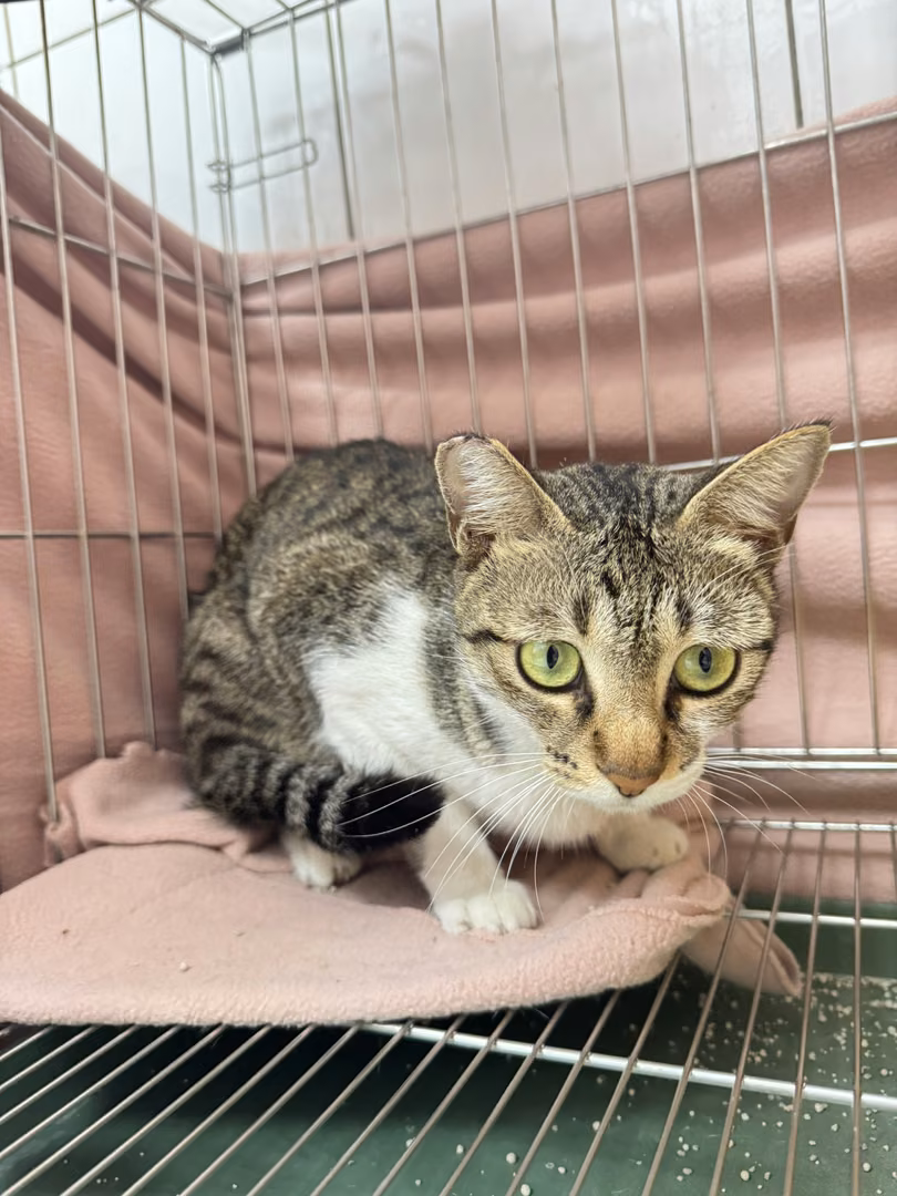 The cat, from the shelter's listing
