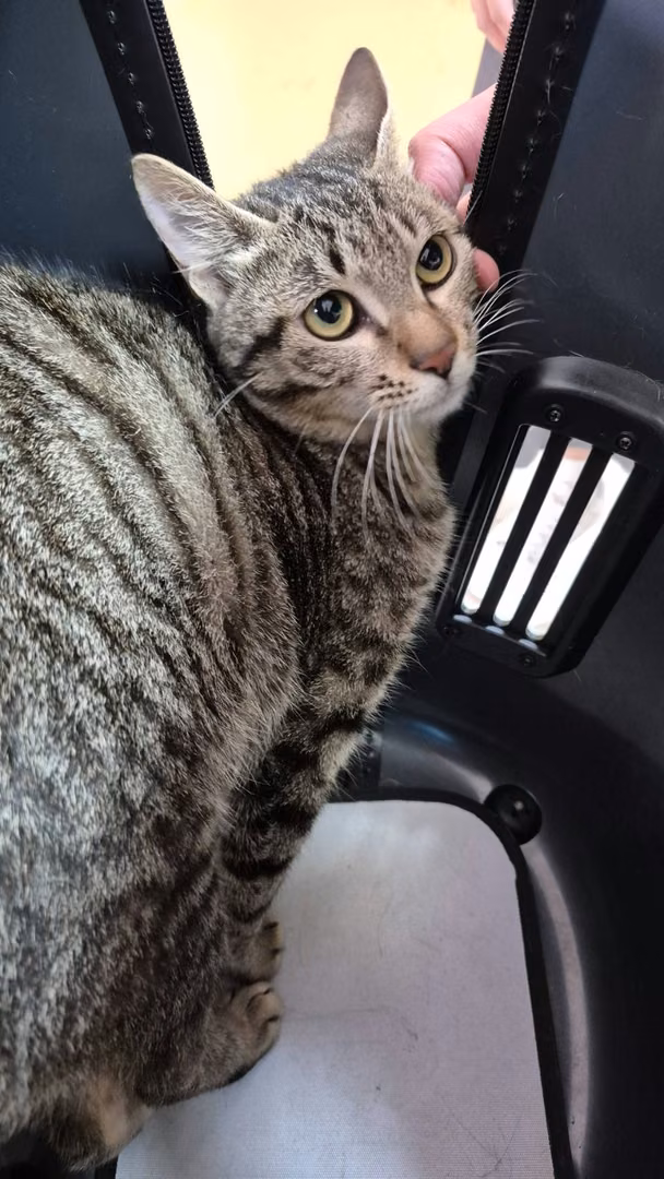 The cat, from the shelter's listing