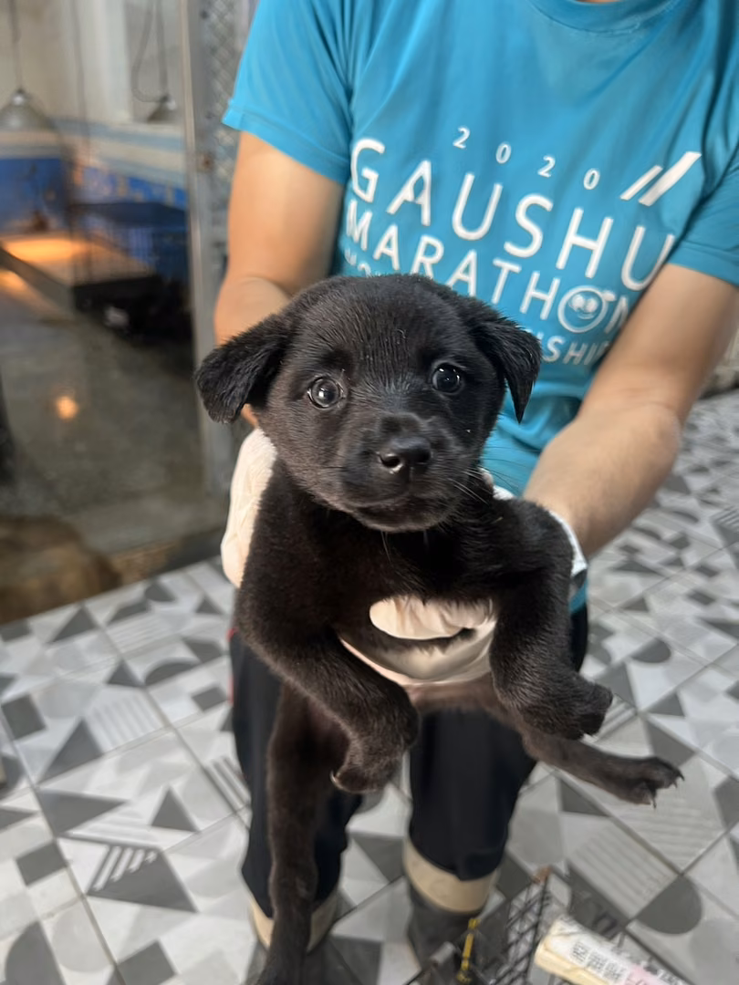 The dog, from the shelter's listing