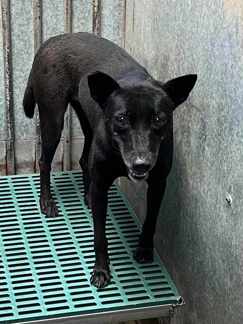 The dog, from the shelter's listing