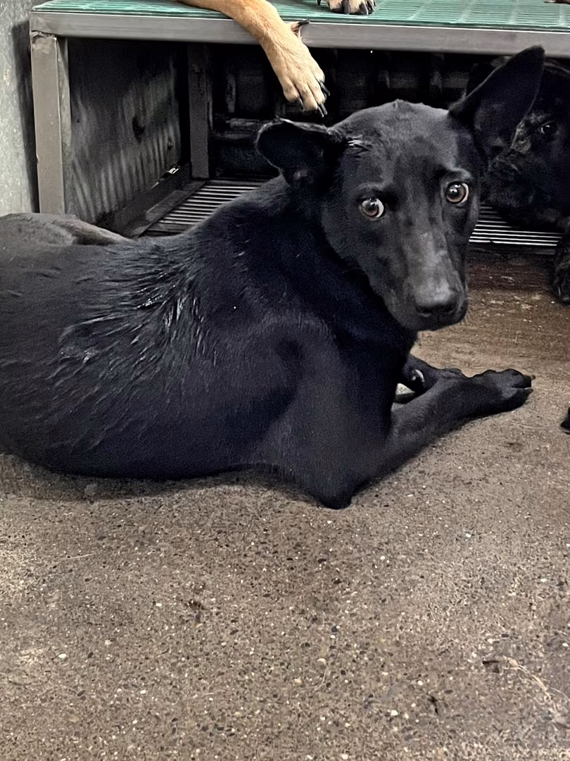 The dog, from the shelter's listing