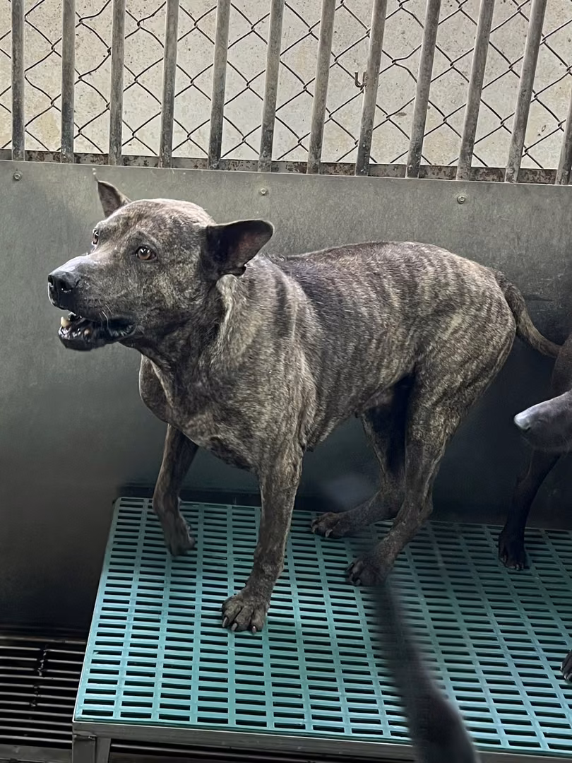 The dog, from the shelter's listing