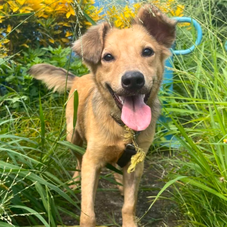 The dog, from the shelter's listing