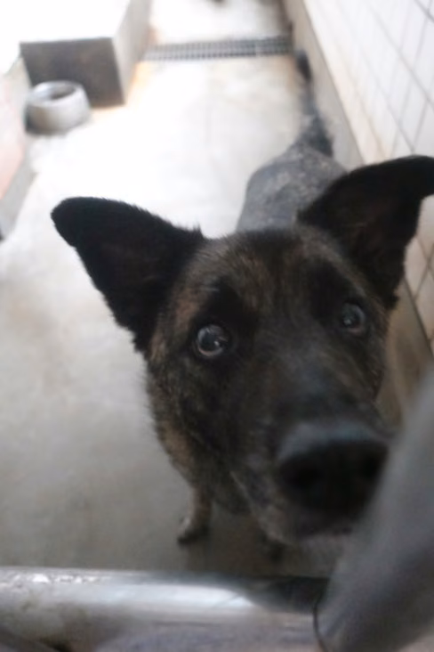 The dog, from the shelter's listing