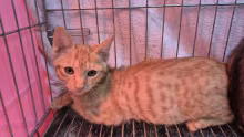 The cat, from the shelter's listing