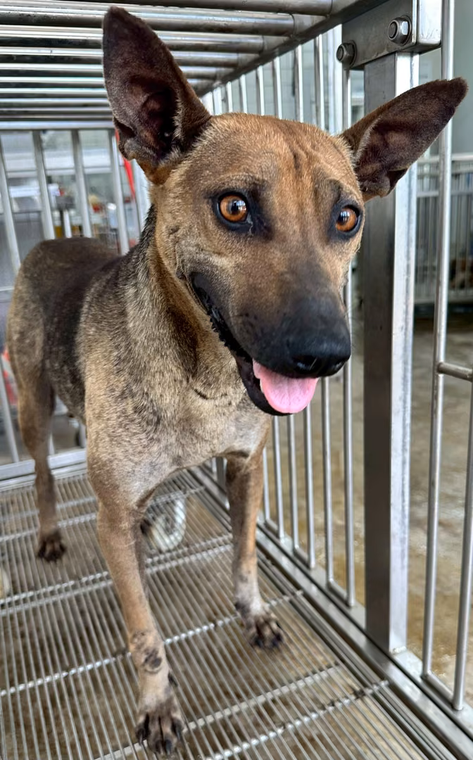 The dog, from the shelter's listing