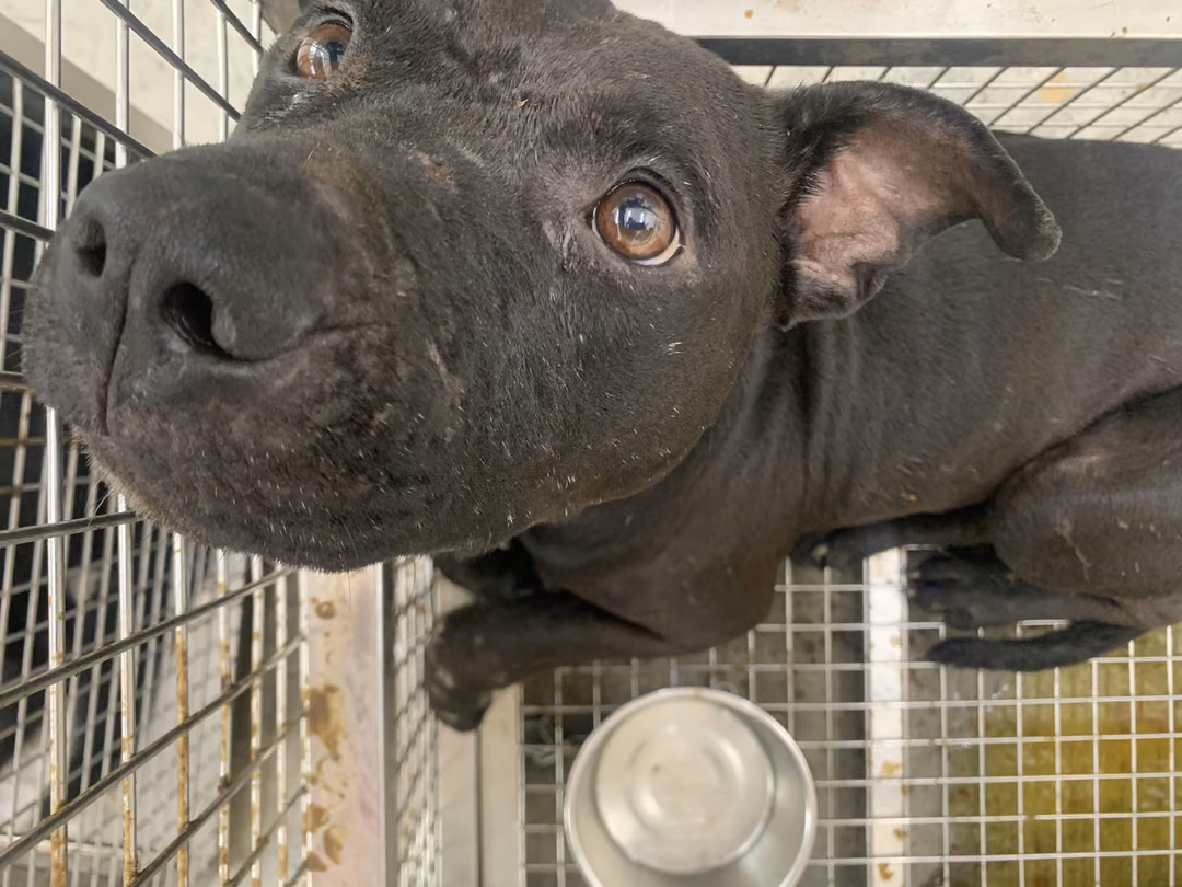 The dog, from the shelter's listing