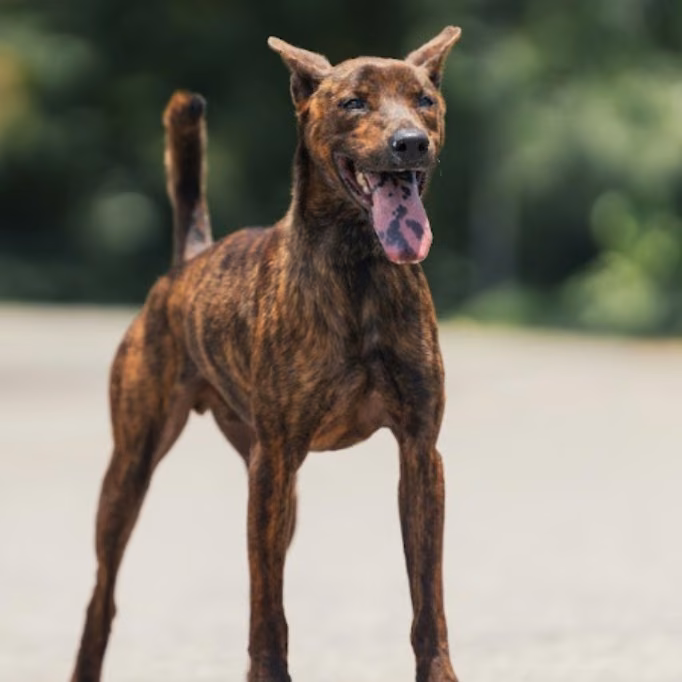 The dog, from the shelter's listing