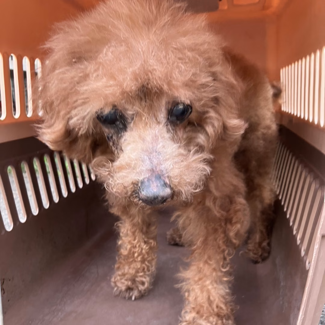 The dog, from the shelter's listing