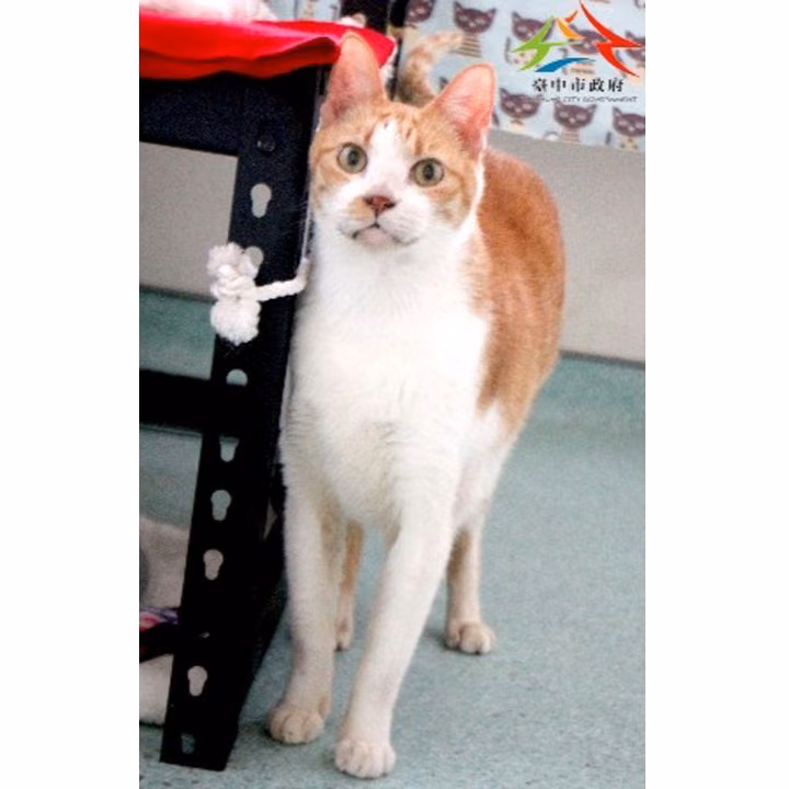 The cat, from the shelter's listing