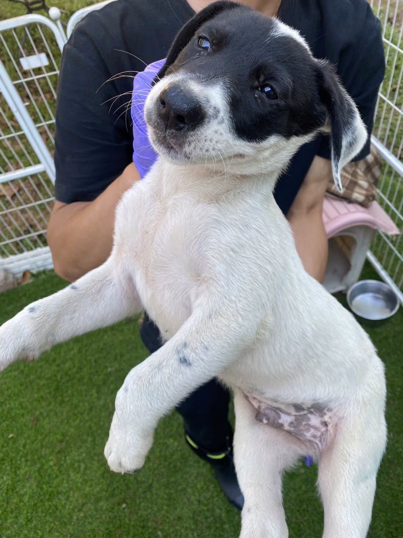 The dog, from the shelter's listing