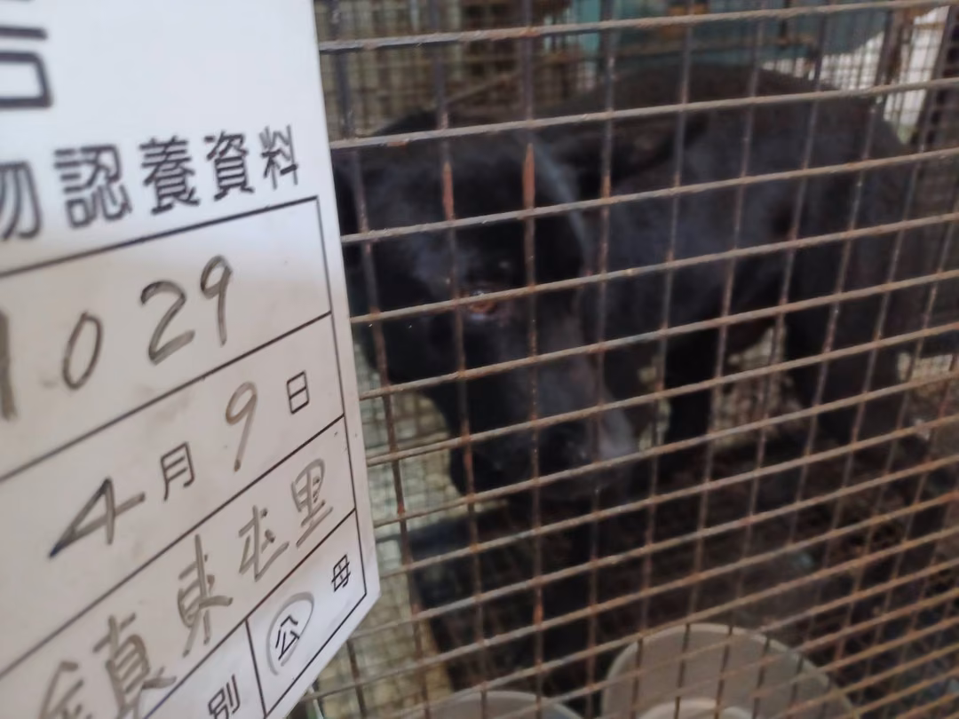 The dog, from the shelter's listing