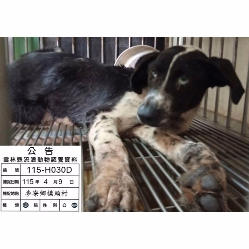 The dog, from the shelter's listing