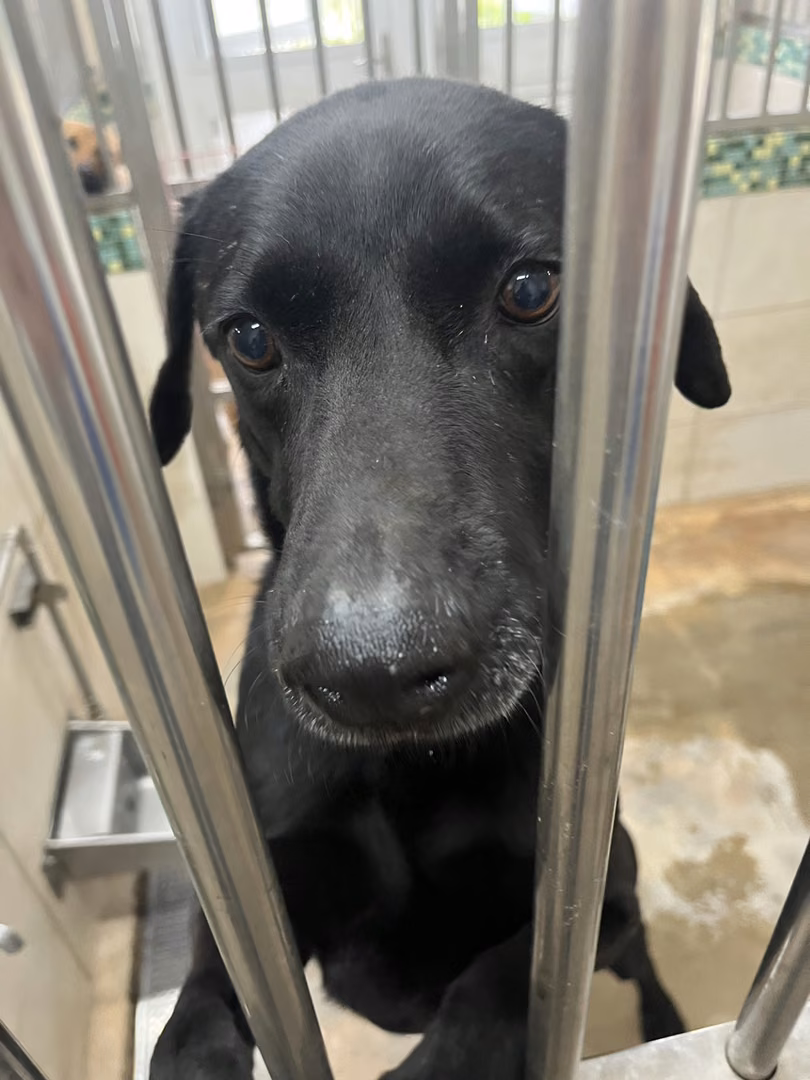 The dog, from the shelter's listing