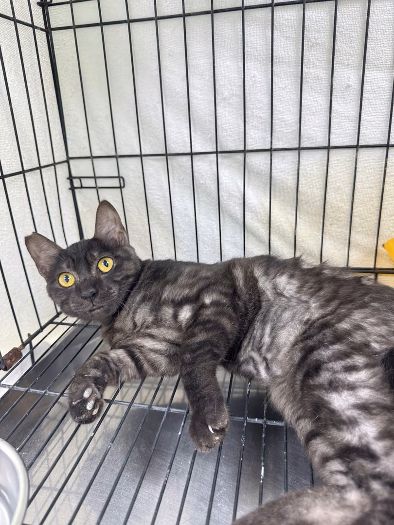 The cat, from the shelter's listing