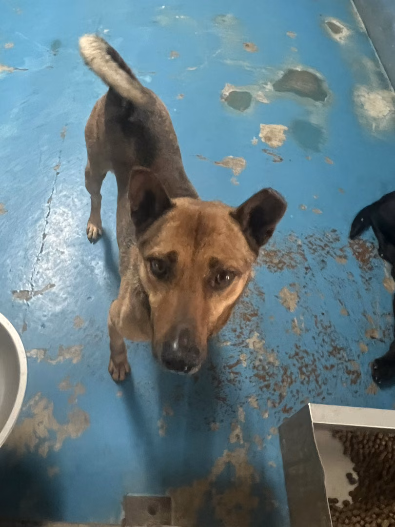 The dog, from the shelter's listing