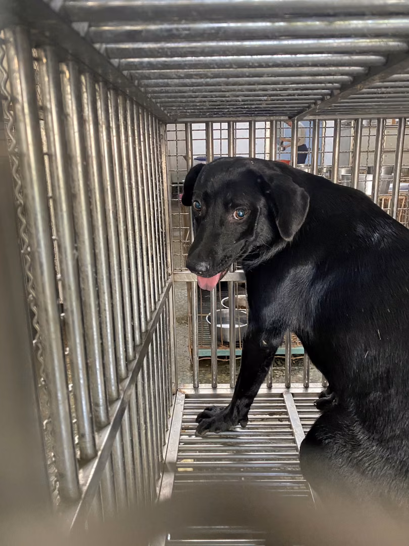 The dog, from the shelter's listing