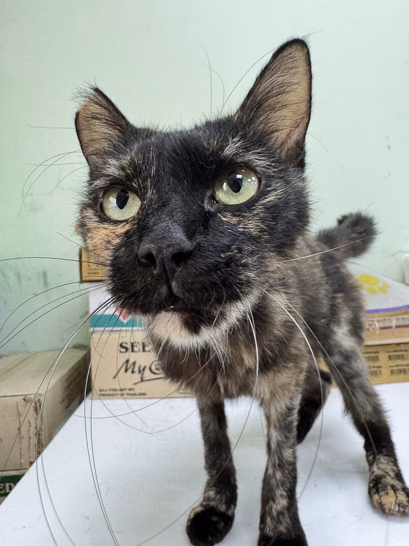 The cat, from the shelter's listing