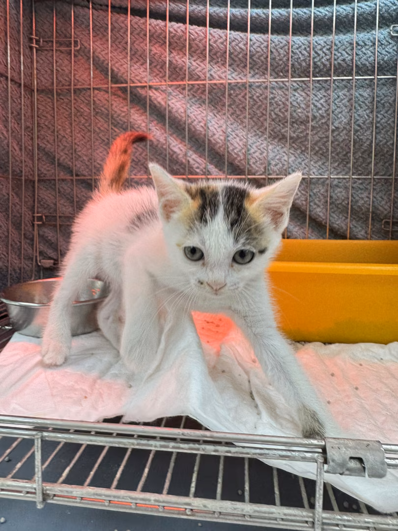 The cat, from the shelter's listing