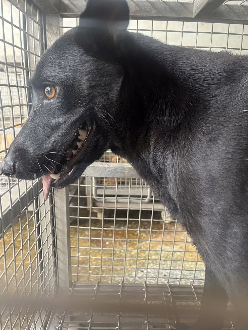 The dog, from the shelter's listing