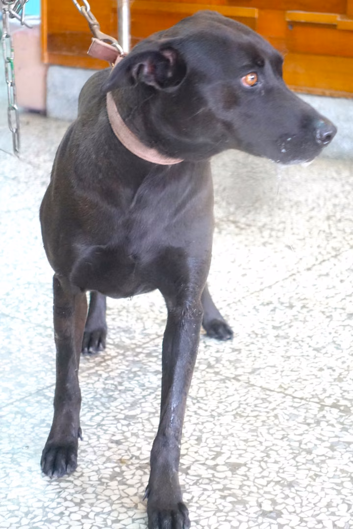 The dog, from the shelter's listing