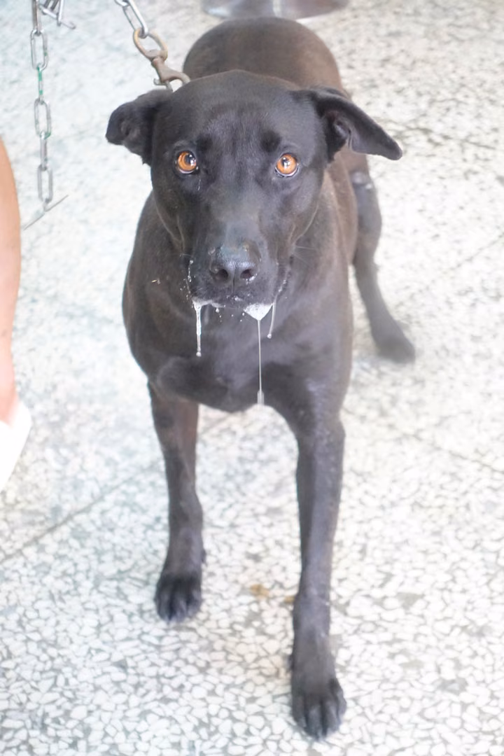 The dog, from the shelter's listing
