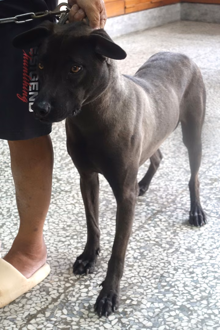 The dog, from the shelter's listing