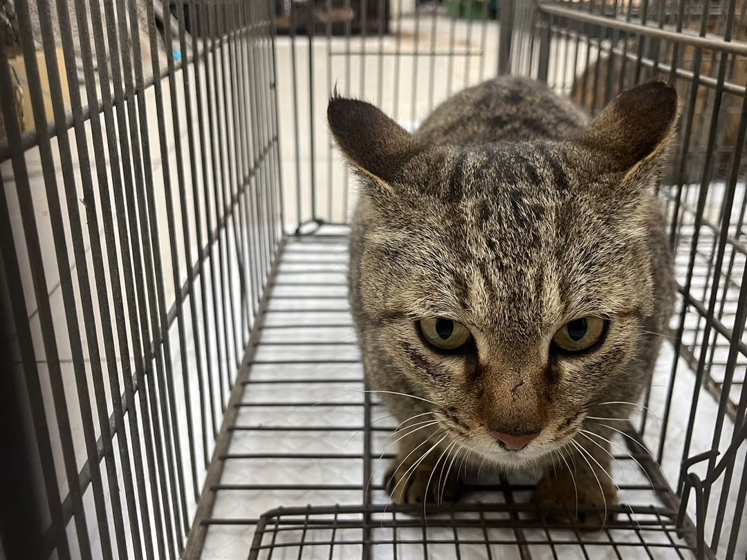 The cat, from the shelter's listing