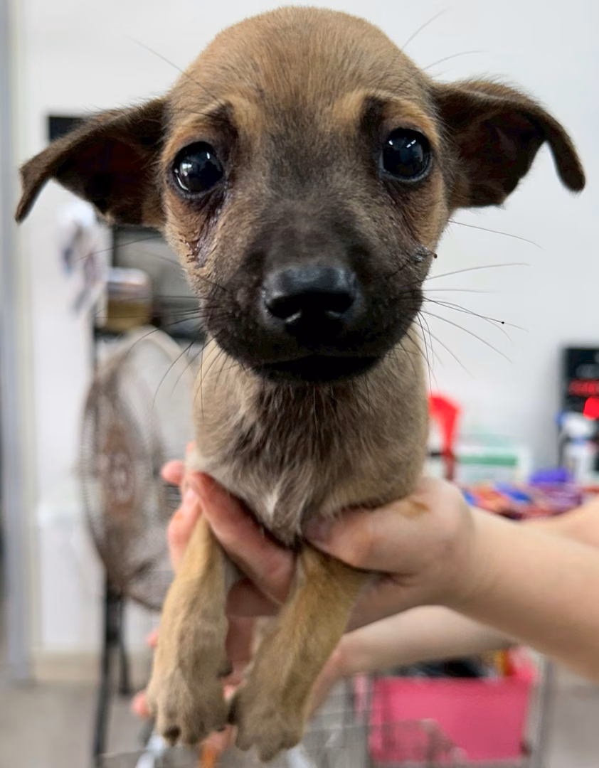 The dog, from the shelter's listing