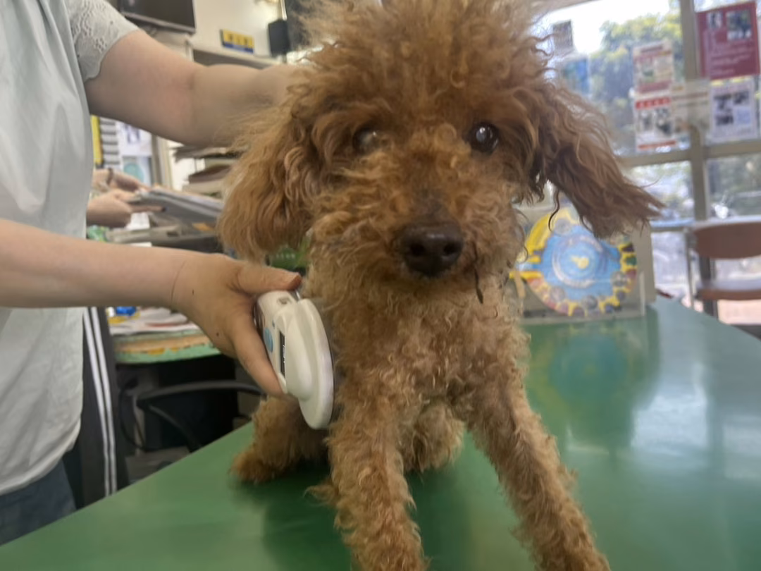 The dog, from the shelter's listing