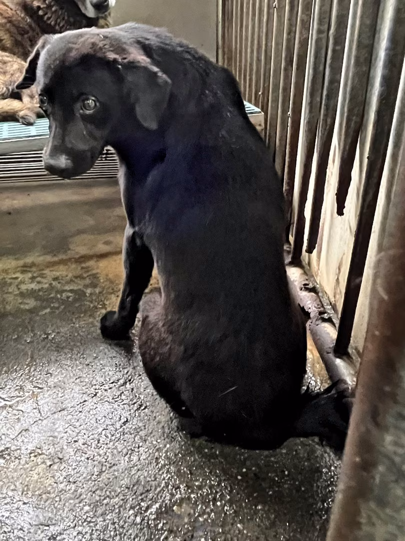 The dog, from the shelter's listing