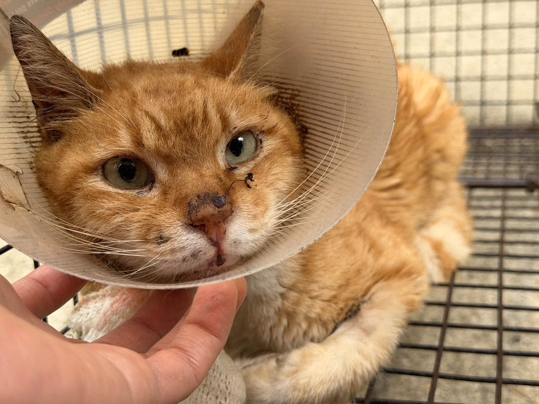 The cat, from the shelter's listing