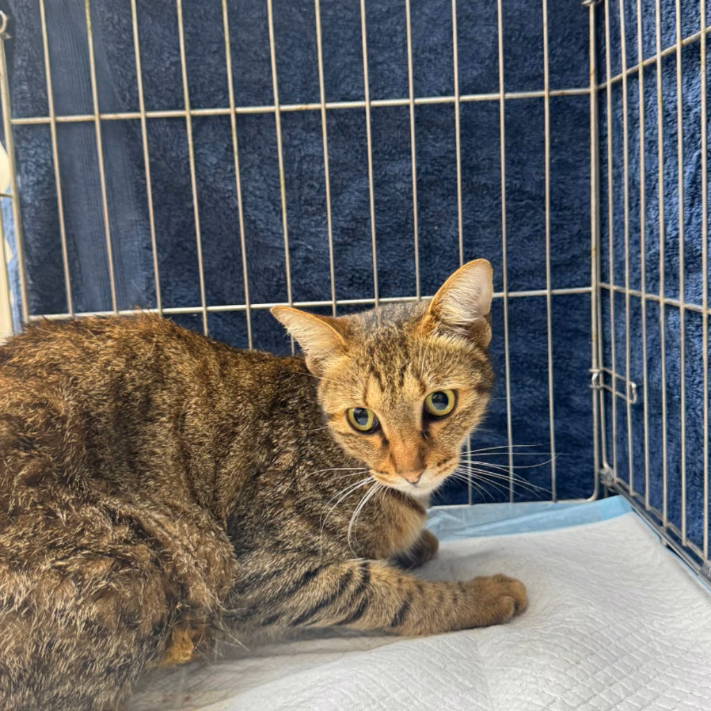 The cat, from the shelter's listing