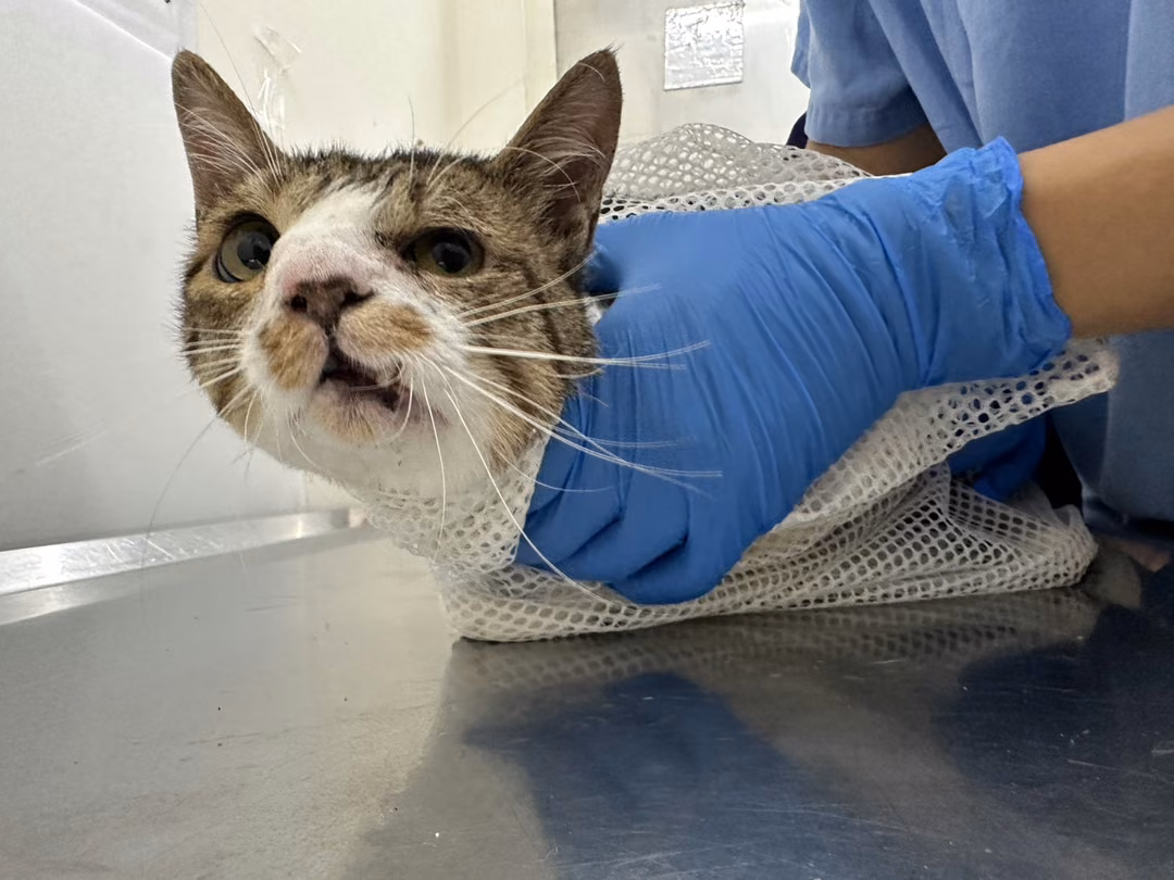 The cat, from the shelter's listing