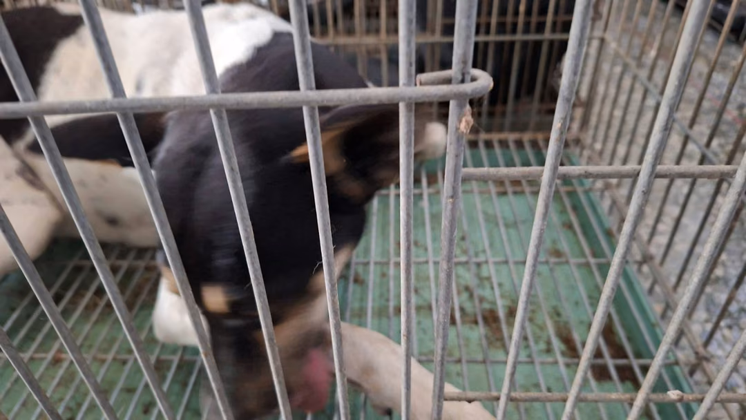 The dog, from the shelter's listing