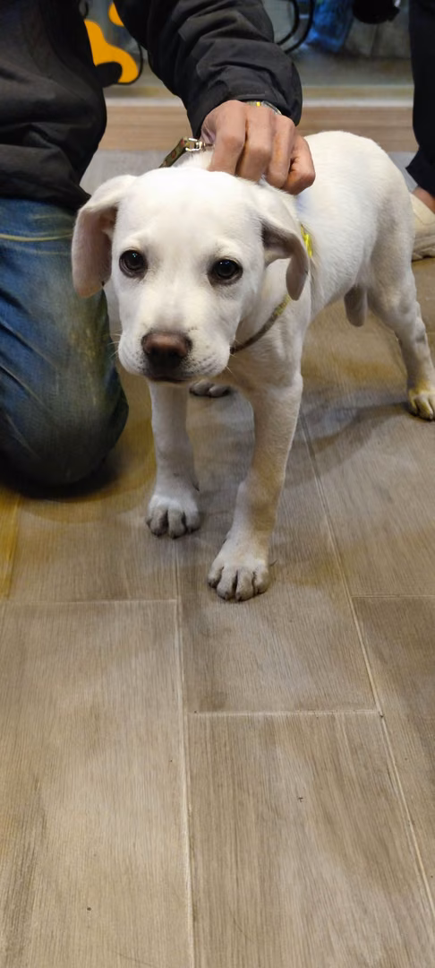The dog, from the shelter's listing