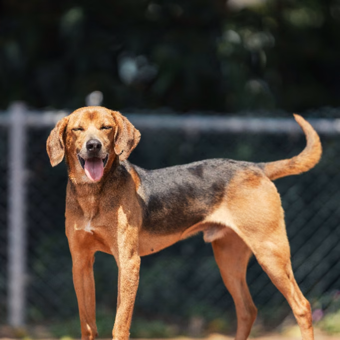 The dog, from the shelter's listing