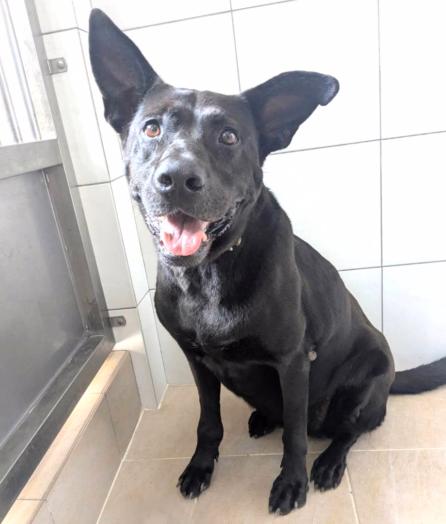The dog, from the shelter's listing